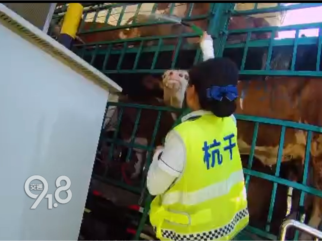 杭州高速惊险一幕:高温天50多头牛中暑,司机紧急求助....... 杭州高速惊险一幕:高温天50多头牛中暑,司机紧急求助.......