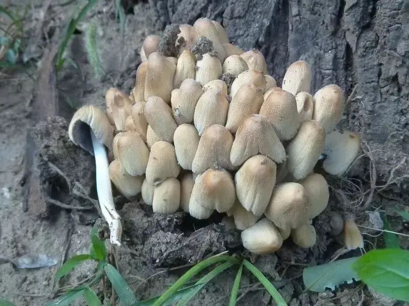 就因为在小区草坪摘了“几朵白的”,爷爷差点没救回来……最近高发,千万管住手! 就因为在小区草坪摘了“几朵白的”,爷爷差点没救回来……最近高发,千万管住手!