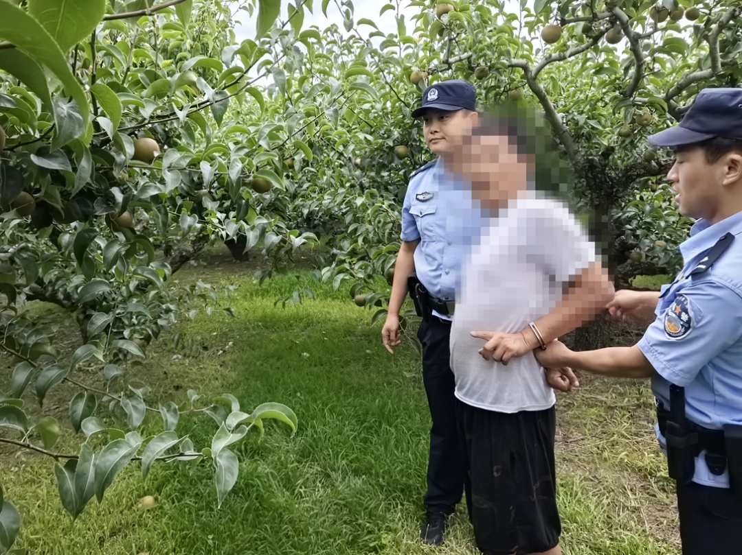 偷摘488.6斤大梨子,蒋某被警方当场抓获! 偷摘488.6斤大梨子,蒋某被警方当场抓获!