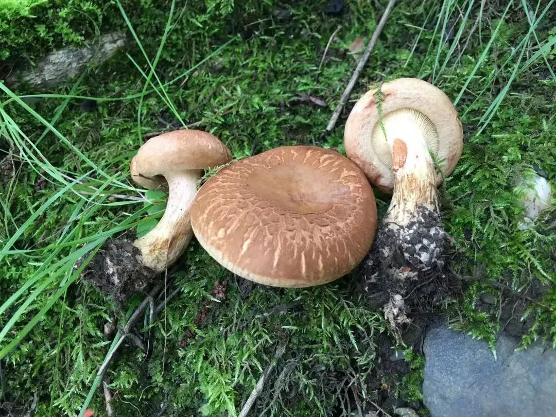 就因为在小区草坪摘了“几朵白的”,爷爷差点没救回来……最近高发,千万管住手! 就因为在小区草坪摘了“几朵白的”,爷爷差点没救回来……最近高发,千万管住手!