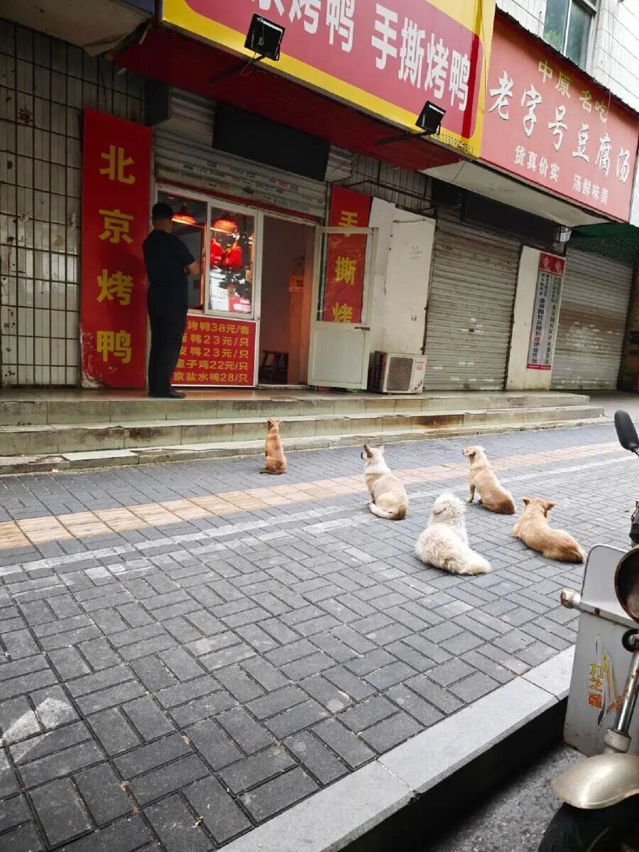 一烤鸭店每天第一波客人竟是汪汪队!5只小狗自觉排队等投喂 一烤鸭店每天第一波客人竟是汪汪队!5只小狗自觉排队等投喂