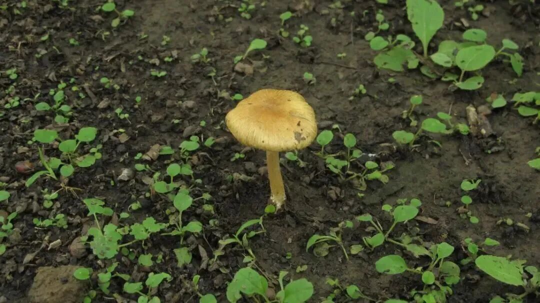 就因为在小区草坪摘了“几朵白的”,爷爷差点没救回来……最近高发,千万管住手! 就因为在小区草坪摘了“几朵白的”,爷爷差点没救回来……最近高发,千万管住手!