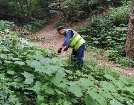 路遇这种杂草,千万别摸!北京有市民在多地发现!紧急提醒—— 路遇这种杂草,千万别摸!北京有市民在多地发现!紧急提醒——