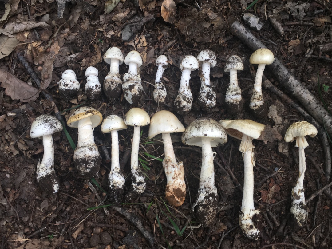 就因为在小区草坪摘了“几朵白的”,爷爷差点没救回来……最近高发,千万管住手! 就因为在小区草坪摘了“几朵白的”,爷爷差点没救回来……最近高发,千万管住手!