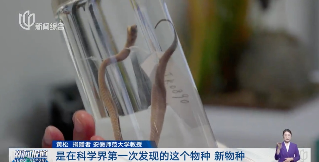 上海科技馆:向海内外公开征集!有人送来陨石、新物种标本… 上海科技馆:向海内外公开征集!有人送来陨石、新物种标本…