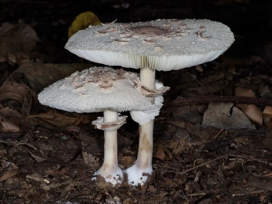 “红伞伞,白杆杆,害人的毒蘑菇你可别馋馋!” “红伞伞,白杆杆,害人的毒蘑菇你可别馋馋!”