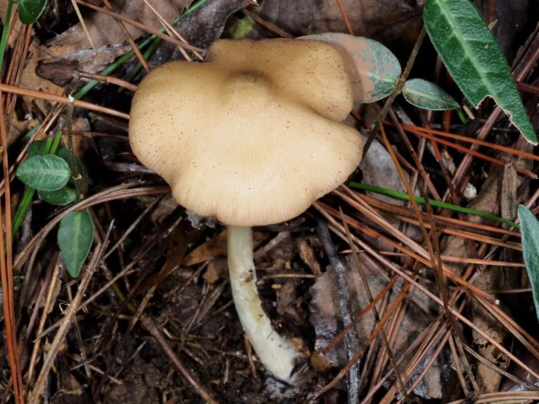 “红伞伞,白杆杆,害人的毒蘑菇你可别馋馋!” “红伞伞,白杆杆,害人的毒蘑菇你可别馋馋!”