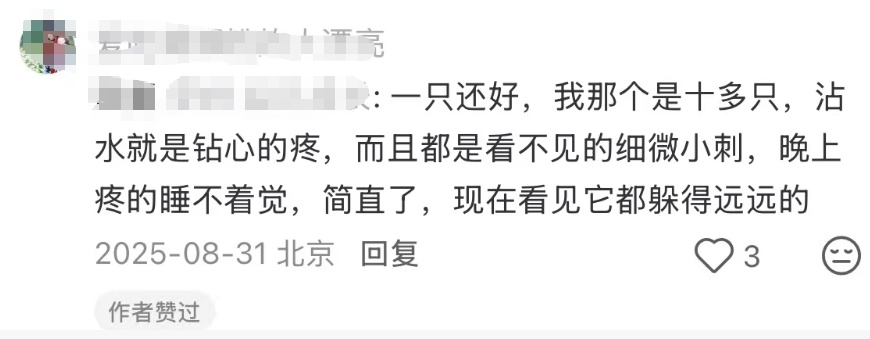 含刺激汁液,碰到就蛰痛红肿,疼到怀疑人生…小心!这虫子北京也常见 含刺激汁液,碰到就蛰痛红肿,疼到怀疑人生…小心!这虫子北京也常见