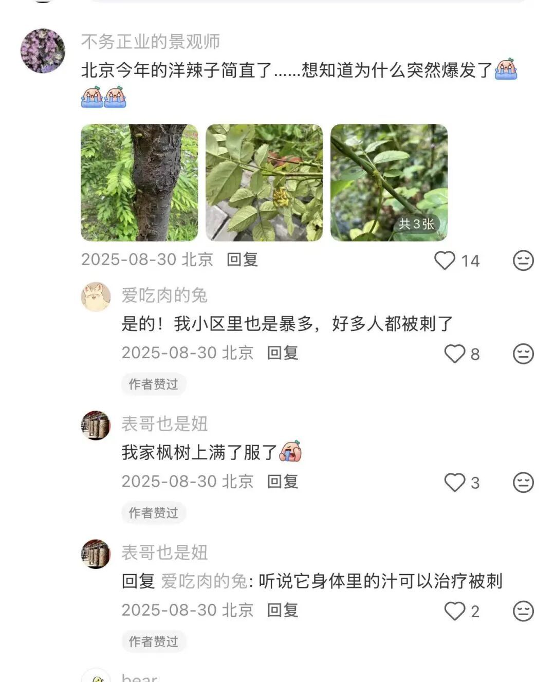 含刺激汁液,碰到就蛰痛红肿,疼到怀疑人生…小心!这虫子北京也常见 含刺激汁液,碰到就蛰痛红肿,疼到怀疑人生…小心!这虫子北京也常见