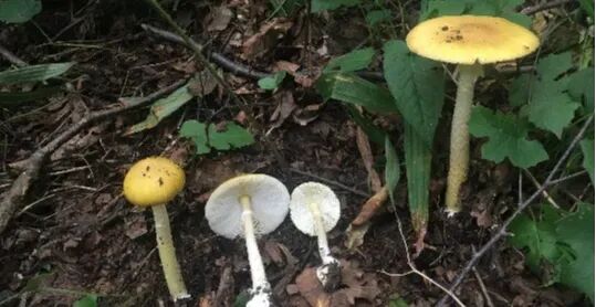 就因为在小区草坪摘了“几朵白的”,爷爷差点没救回来……最近高发,千万管住手! 就因为在小区草坪摘了“几朵白的”,爷爷差点没救回来……最近高发,千万管住手!