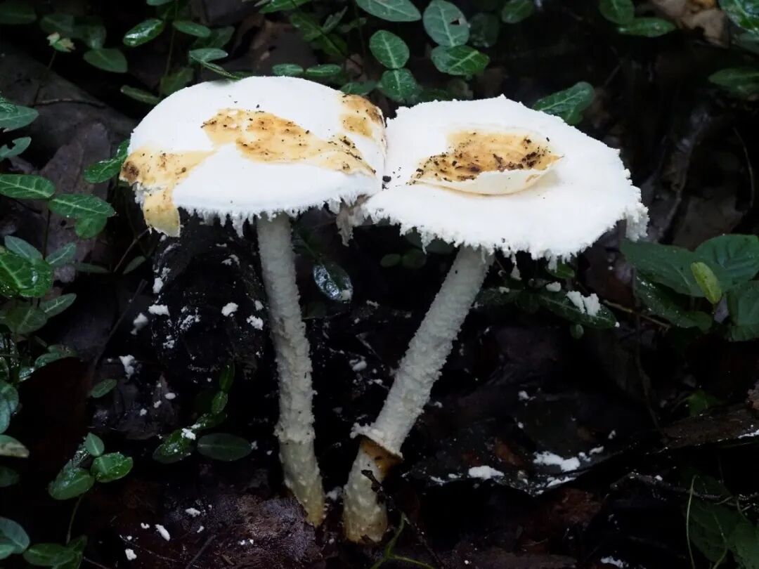 “红伞伞,白杆杆,害人的毒蘑菇你可别馋馋!” “红伞伞,白杆杆,害人的毒蘑菇你可别馋馋!”