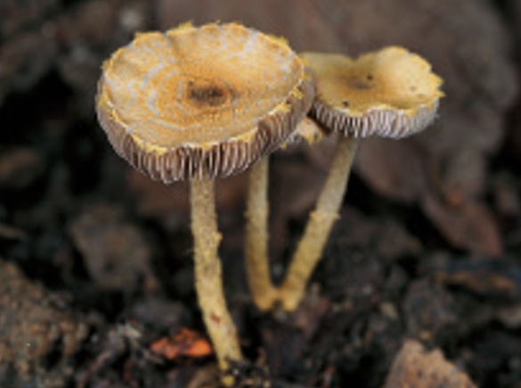 “红伞伞,白杆杆,害人的毒蘑菇你可别馋馋!” “红伞伞,白杆杆,害人的毒蘑菇你可别馋馋!”