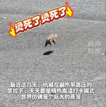 最高35℃,广州即将重返高温天,但在高温群聊还没有发言权:杭州西湖的松鼠热到“跳脚”,成都女子买活虾放水池,2小时虾被活活“热熟” 最高35℃,广州即将重返高温天,但在高温群聊还没有发言权:杭州西湖的松鼠热到“跳脚”,成都女子买活虾放水池,2小时虾被活活“热熟”