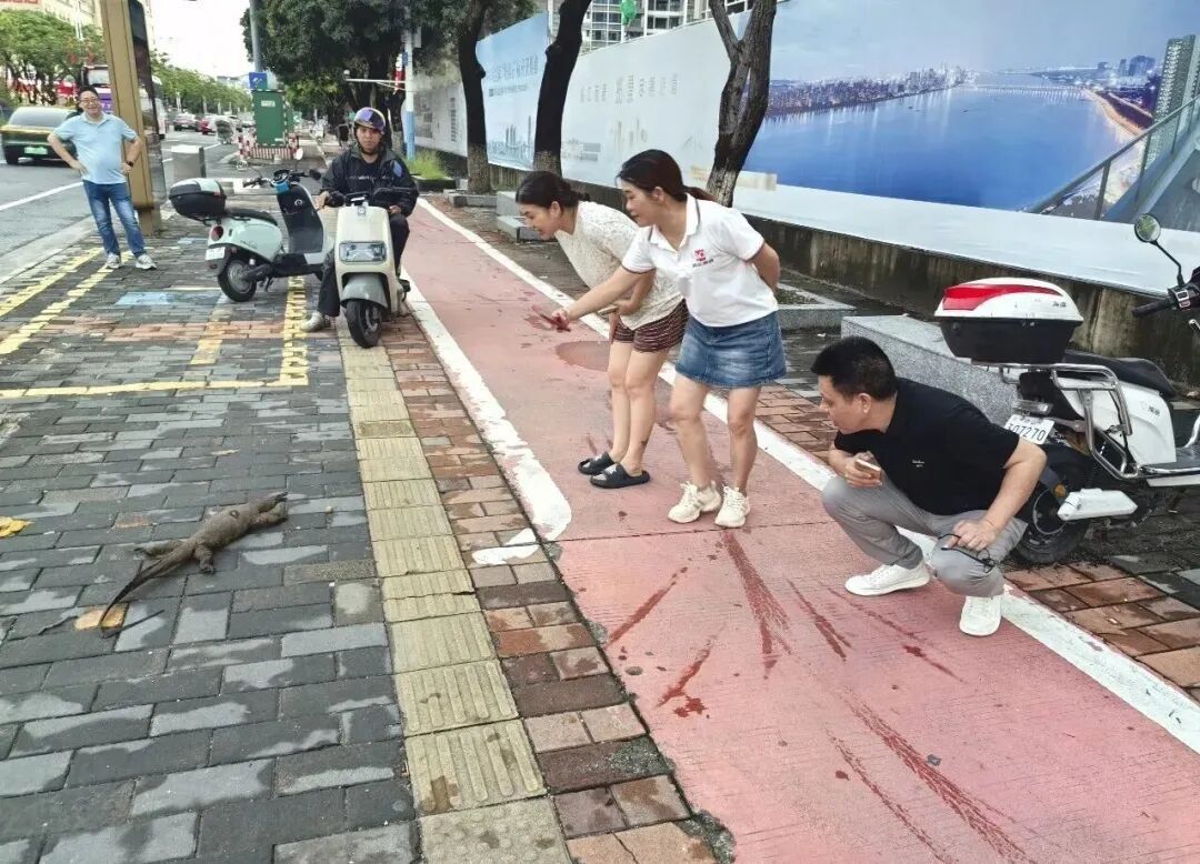 中山一公交站台前现“巨蜥”?官方回应:系五爪金龙标本,正在查询其来源 中山一公交站台前现“巨蜥”?官方回应:系五爪金龙标本,正在查询其来源