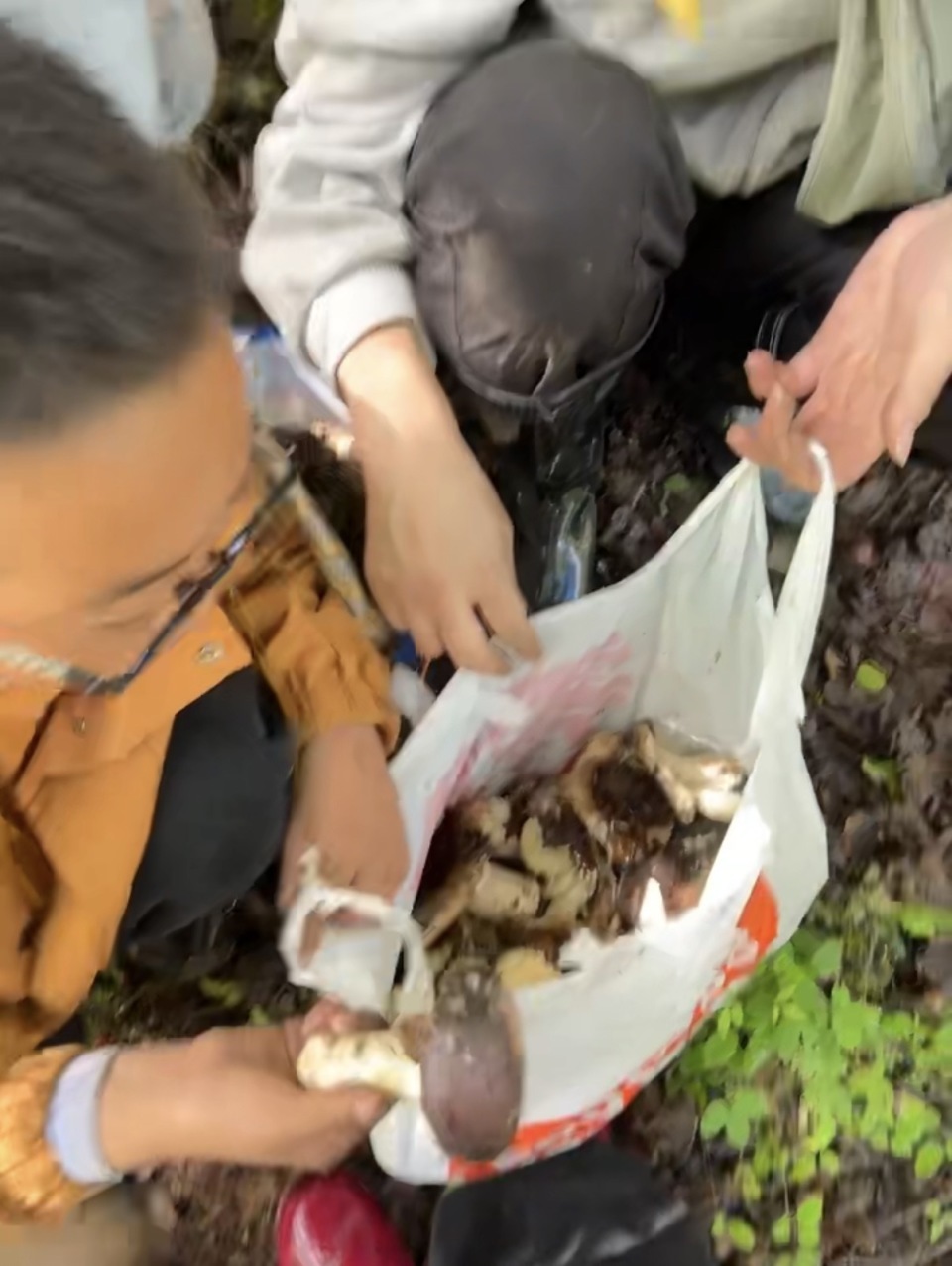 情侣到四川体验采菌子,采10余斤被本地小孩哥扔到只剩2斤,当事人:AI识菌不靠谱 情侣到四川体验采菌子,采10余斤被本地小孩哥扔到只剩2斤,当事人:AI识菌不靠谱