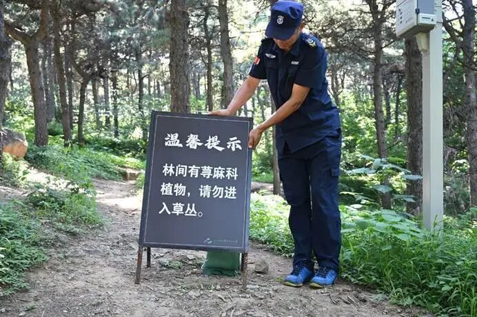 北京西山“快活林”暗藏蝎子草,有人被蜇后火辣辣的疼!专家提醒 北京西山“快活林”暗藏蝎子草,有人被蜇后火辣辣的疼!专家提醒