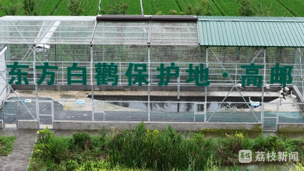 跨城接力!为了守护东方白鹳重返自然 跨城接力!为了守护东方白鹳重返自然