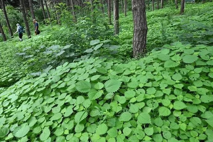 北京西山“快活林”暗藏蝎子草,有人被蜇后火辣辣的疼!专家提醒 北京西山“快活林”暗藏蝎子草,有人被蜇后火辣辣的疼!专家提醒