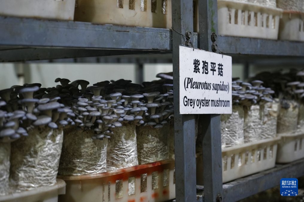中国菌草跨重洋 扎根斐济惠民生 中国菌草跨重洋 扎根斐济惠民生