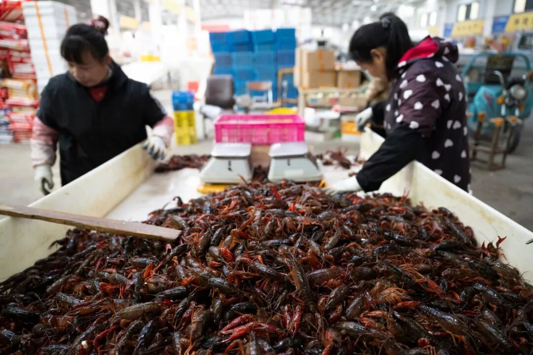 麻辣小龙虾配冰啤酒,是夏季急性肠胃炎高发的诱因吗? 麻辣小龙虾配冰啤酒,是夏季急性肠胃炎高发的诱因吗?