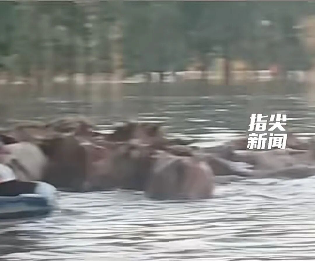 河水暴涨困孤岛!沈阳民警16小时救下46头黄牛! 河水暴涨困孤岛!沈阳民警16小时救下46头黄牛!