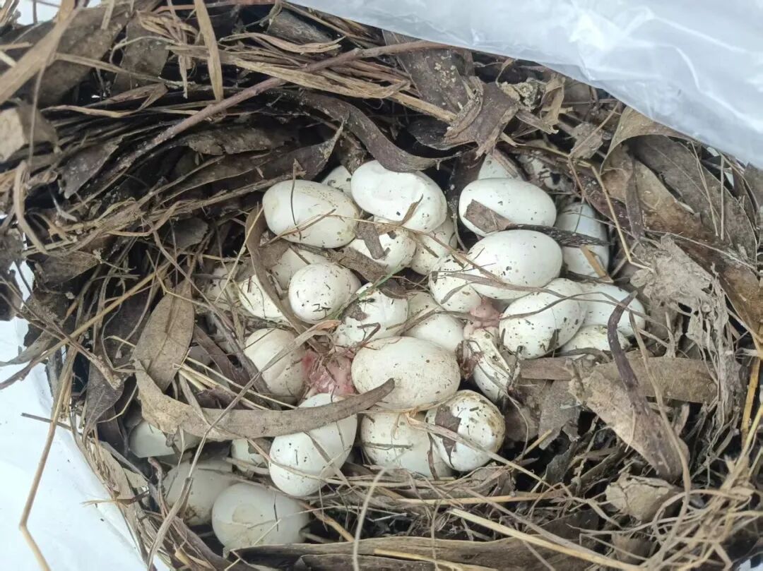 云南一男子上山捡菌偶遇眼镜王蛇,还有44枚蛇蛋…… 云南一男子上山捡菌偶遇眼镜王蛇,还有44枚蛇蛋……
