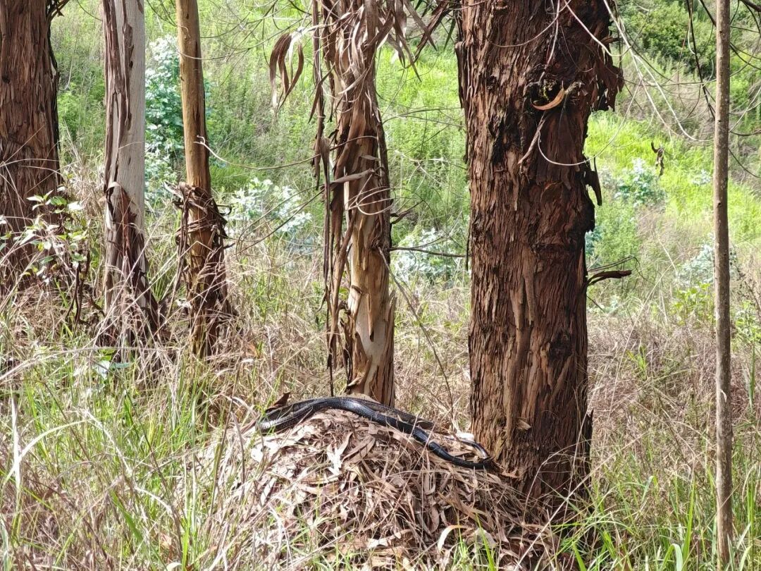 云南一男子上山捡菌偶遇眼镜王蛇,还有44枚蛇蛋…… 云南一男子上山捡菌偶遇眼镜王蛇,还有44枚蛇蛋……