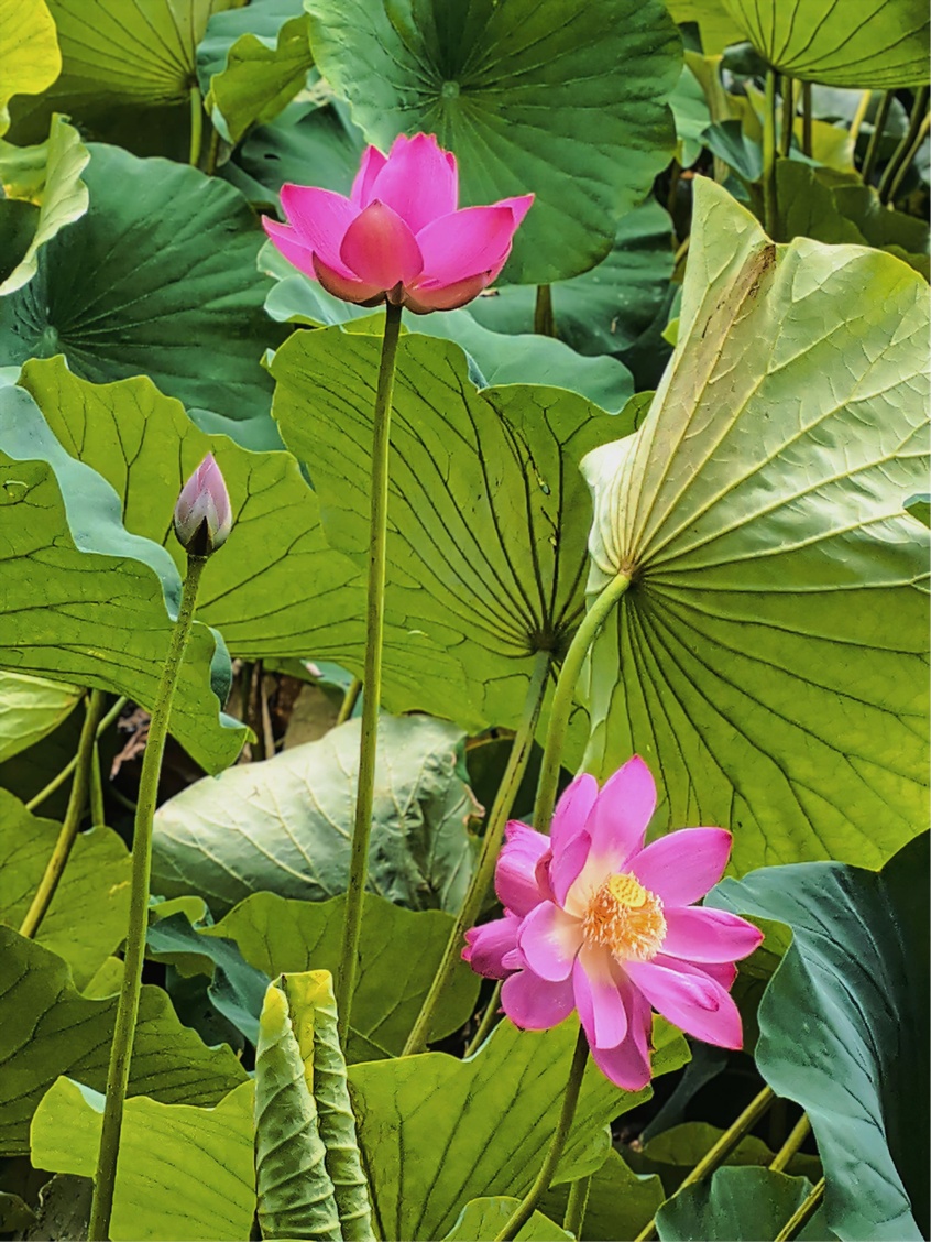 十万分之一概率!颐和园惊现“并蒂莲”奇景 十万分之一概率!颐和园惊现“并蒂莲”奇景