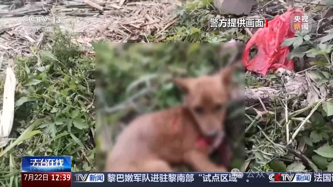 诈骗团伙通过虐狗、摆拍炮制救助剧本骗取250余万元,只给动物花了3000多元 诈骗团伙通过虐狗、摆拍炮制救助剧本骗取250余万元,只给动物花了3000多元