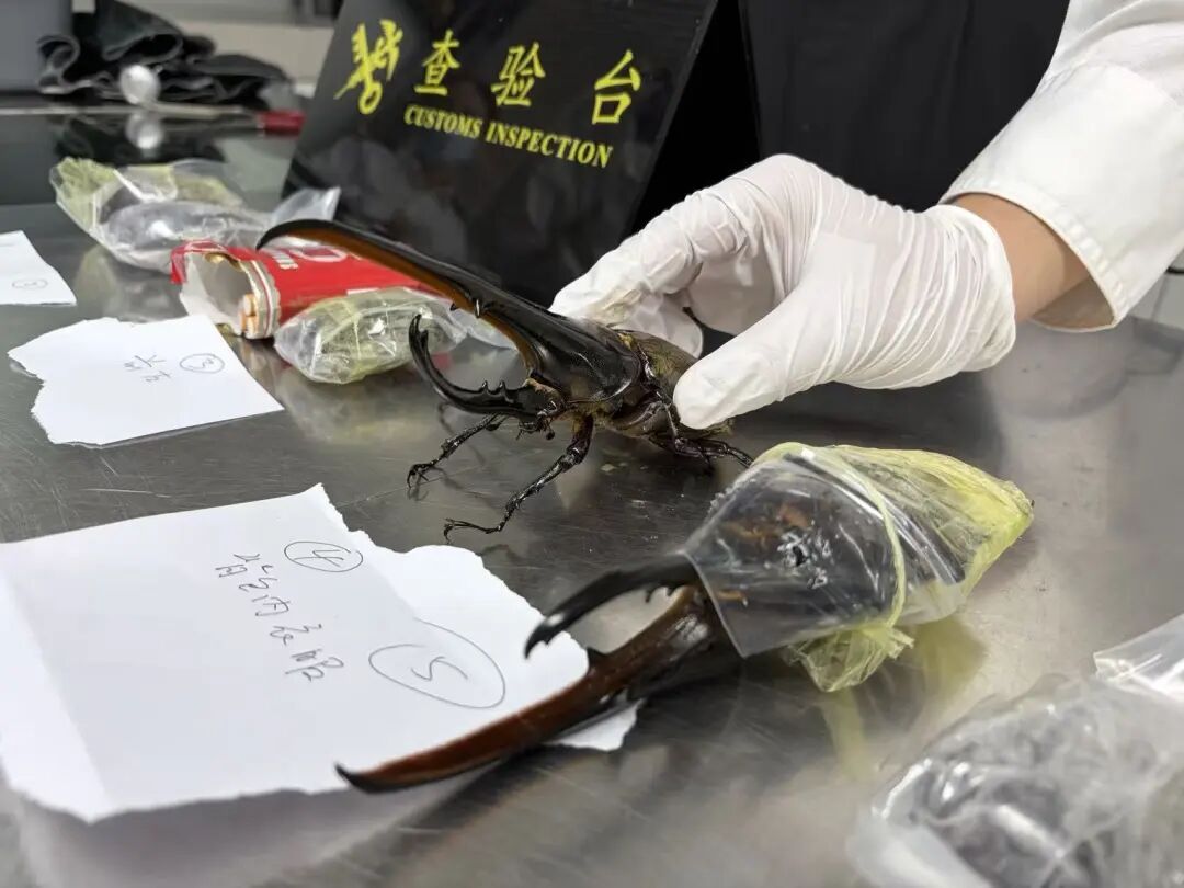 罗湖海关在一男性旅客的行李、烟盒及裤子口袋多处发现藏匿的活体甲虫,共计8只 罗湖海关在一男性旅客的行李、烟盒及裤子口袋多处发现藏匿的活体甲虫,共计8只