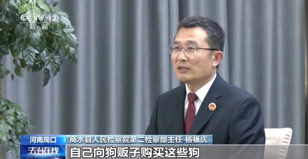 故意伤害犬只拍“卖惨”画面,流浪动物救助骗局起底 故意伤害犬只拍“卖惨”画面,流浪动物救助骗局起底