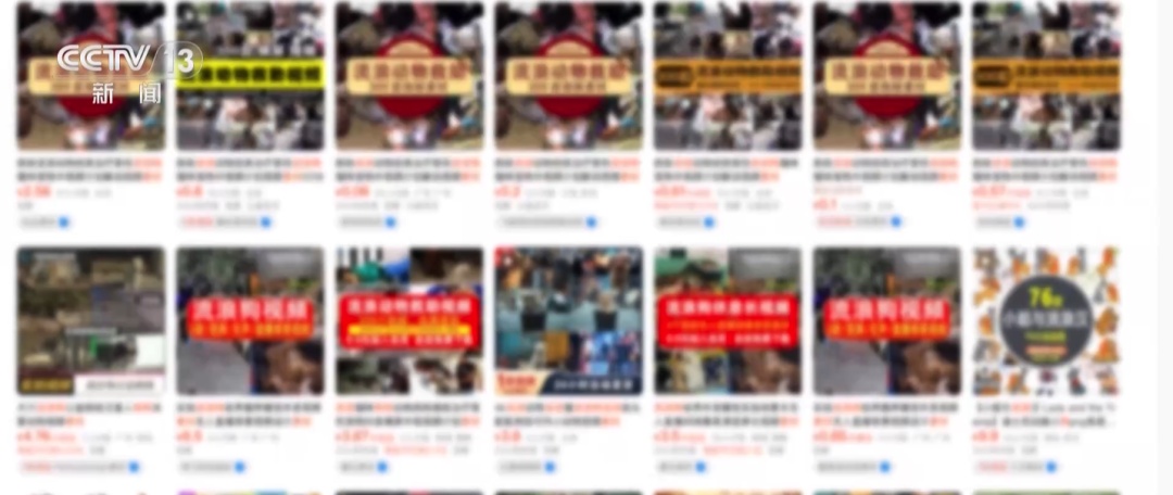 虐待动物“卖惨”！警方揭秘流浪动物网络救助“六步走”骗局