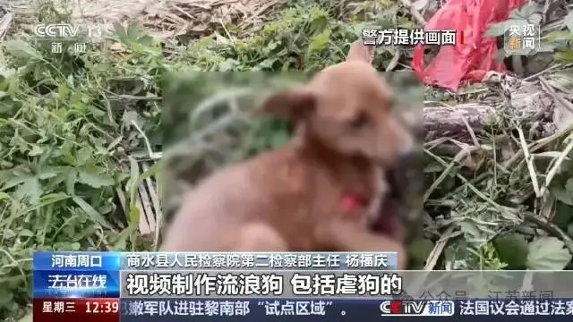 嘴上救狗、暗下狠手,这群骗子该好好管管了! 嘴上救狗、暗下狠手,这群骗子该好好管管了!