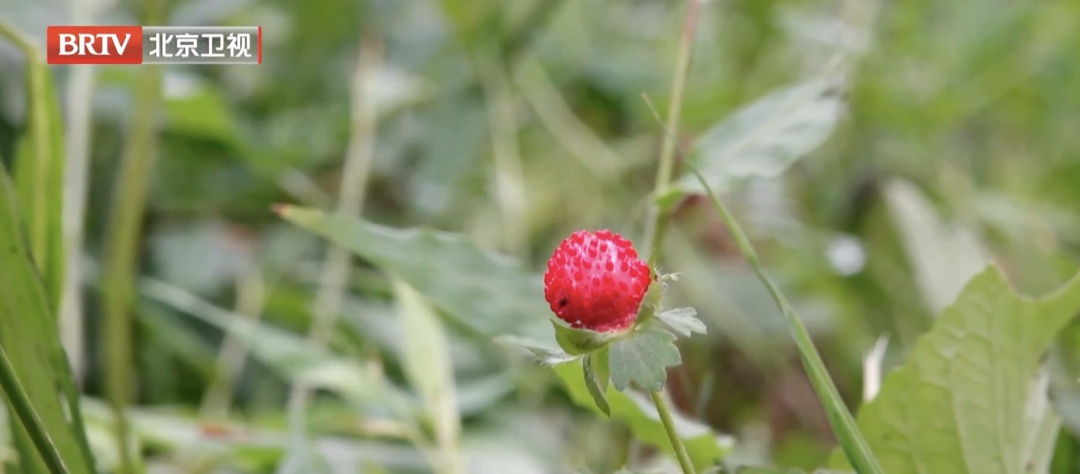 这些“草莓”“黄花菜”千万别吃!有毒! 这些“草莓”“黄花菜”千万别吃!有毒!