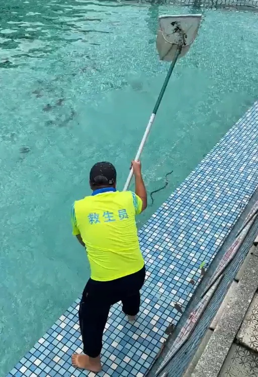 广东一景区泳池出现蛇，工作人员：是无毒的菜花蛇，从山上跑下来的，已处理无人受伤