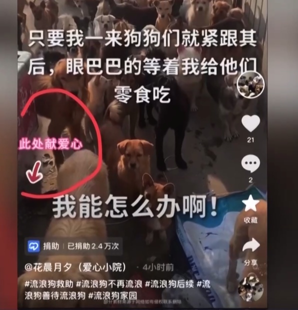 虐待动物“卖惨”！警方揭秘流浪动物网络救助“六步走”骗局