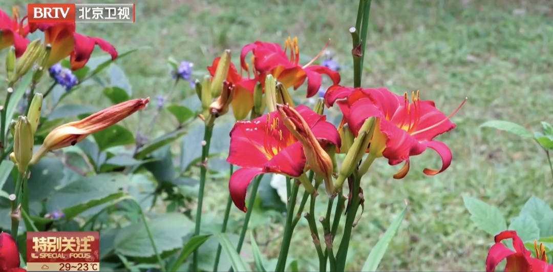 这些“草莓”“黄花菜”千万别吃!有毒! 这些“草莓”“黄花菜”千万别吃!有毒!