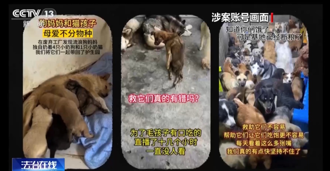 虐待动物“卖惨”！警方揭秘流浪动物网络救助“六步走”骗局