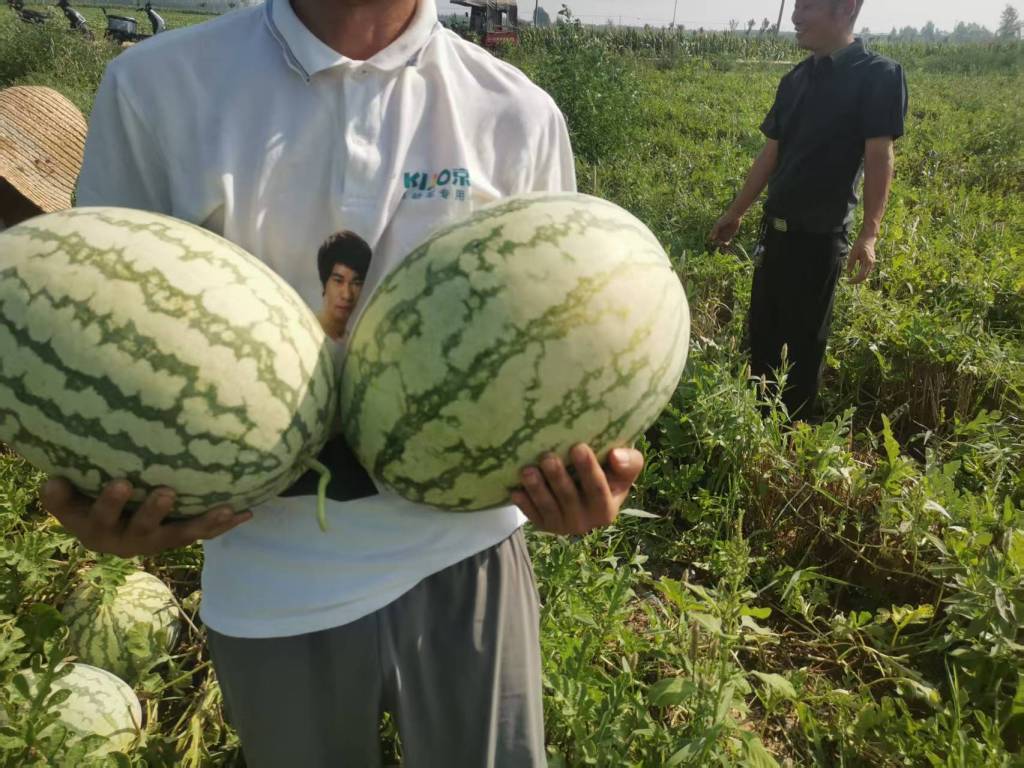 许昌2名瓜农为14万斤滞销西瓜求援续:当地政企连夜联动,已售罄 许昌2名瓜农为14万斤滞销西瓜求援续:当地政企连夜联动,已售罄