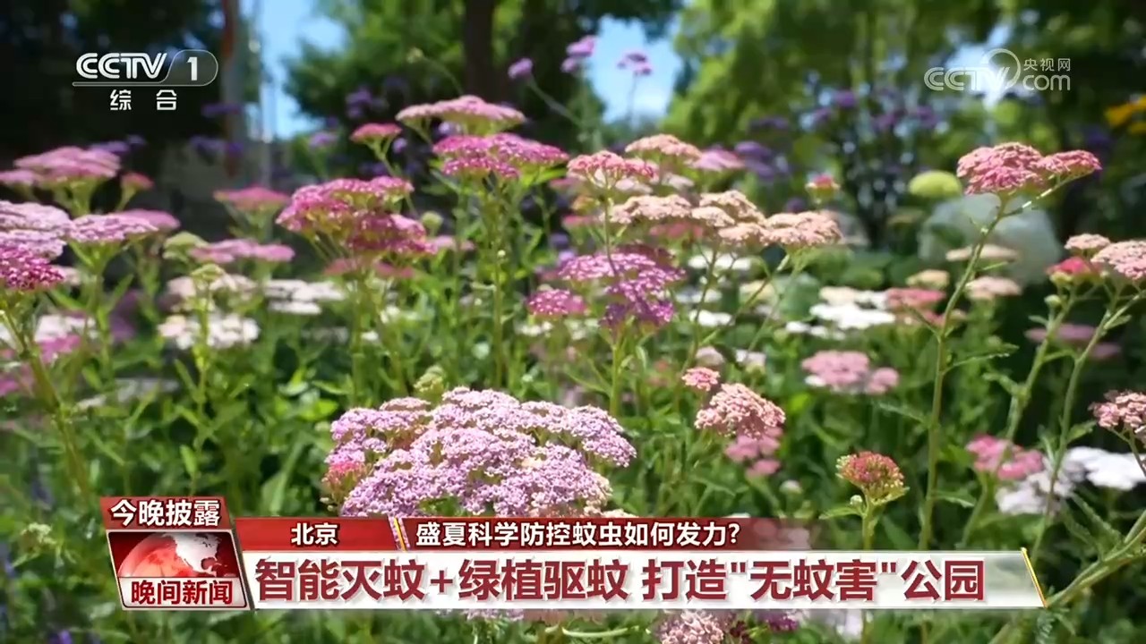 盛夏蚊虫频频侵扰 科学防控如何发力？一文了解