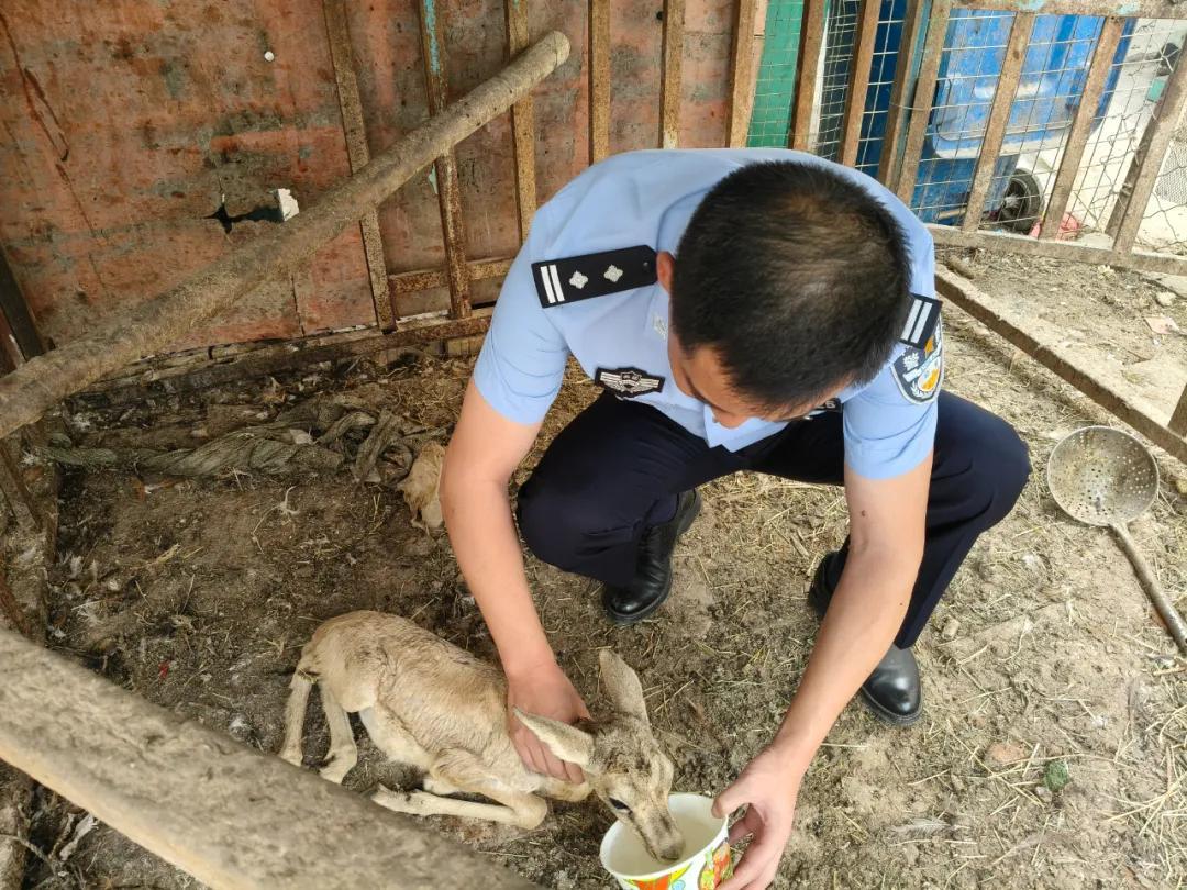 两只鹅喉羚幼崽落水获救,民警当了10天“保育员”,放归时它们回头了…… 两只鹅喉羚幼崽落水获救,民警当了10天“保育员”,放归时它们回头了……