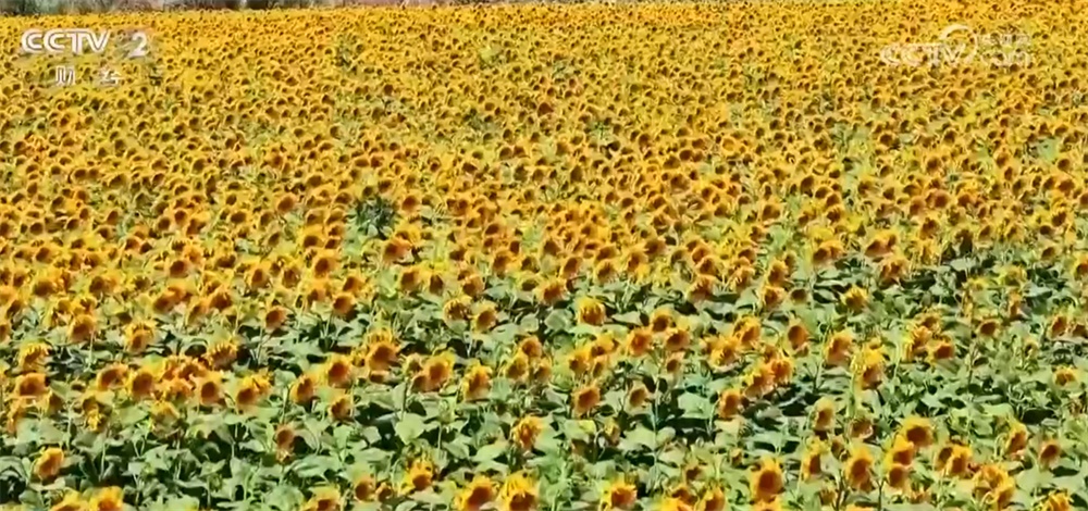 解锁新体验、新场景 缤纷文旅活动点亮“暑期经济”释放夏日消费新动能
