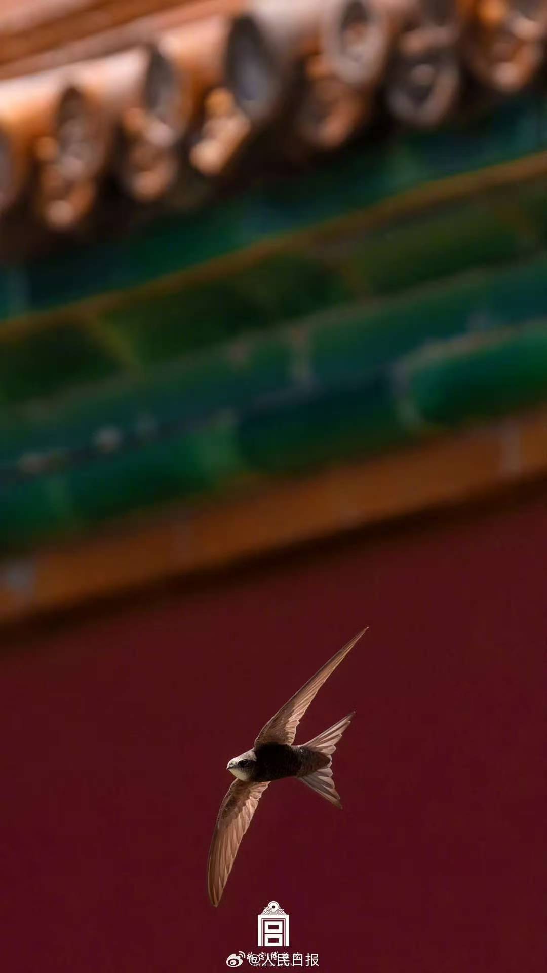 春天再见！又到了北京雨燕启程的时候