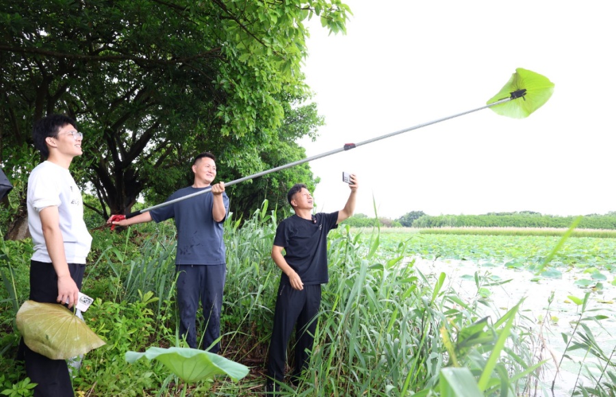 从零星几株到繁衍成片,广东首次发现纯种野生莲,位于广州南沙湿地 从零星几株到繁衍成片,广东首次发现纯种野生莲,位于广州南沙湿地