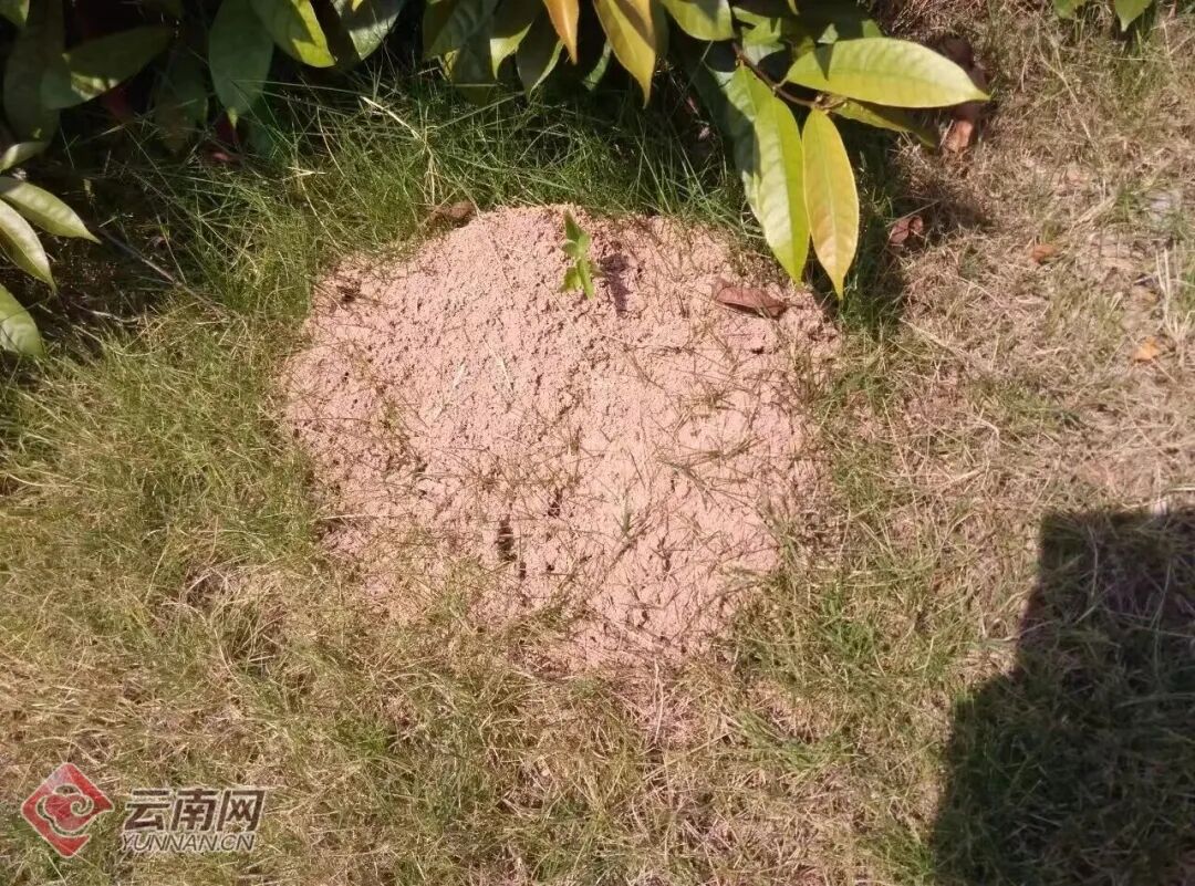 全身抽搐、意识模糊!昆明一男子钓鱼时险丧命…… 全身抽搐、意识模糊!昆明一男子钓鱼时险丧命……