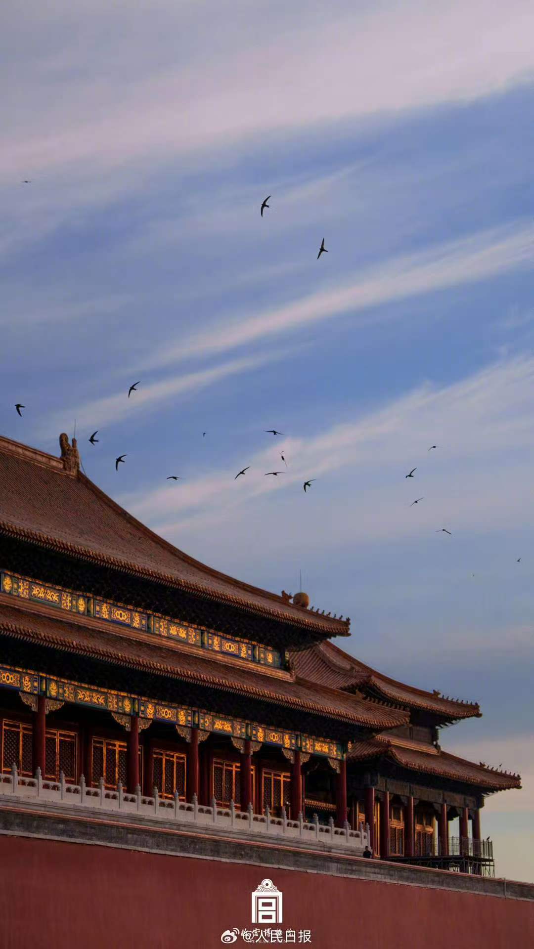 春天再见！又到了北京雨燕启程的时候