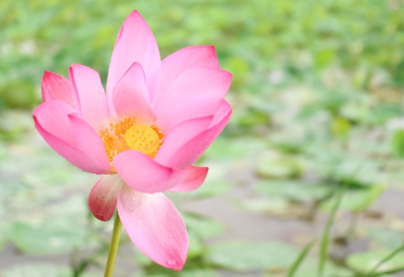 从零星几株到繁衍成片,广东首次发现纯种野生莲,位于广州南沙湿地 从零星几株到繁衍成片,广东首次发现纯种野生莲,位于广州南沙湿地