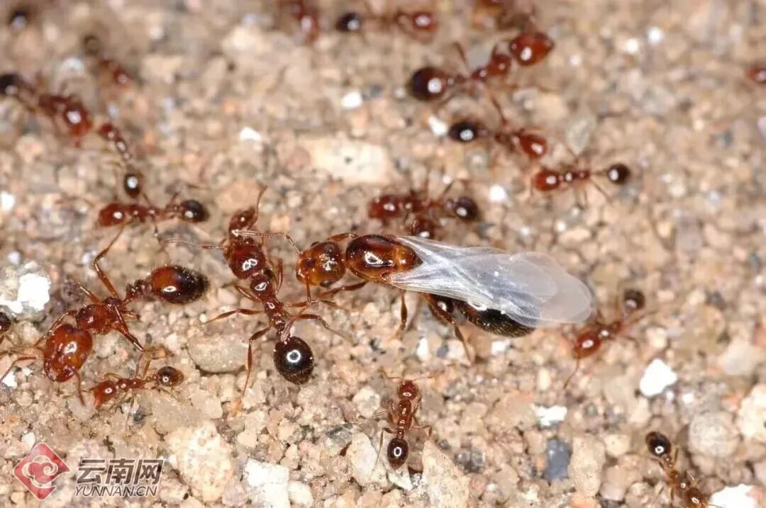全身抽搐、意识模糊!昆明一男子钓鱼时险丧命…… 全身抽搐、意识模糊!昆明一男子钓鱼时险丧命……