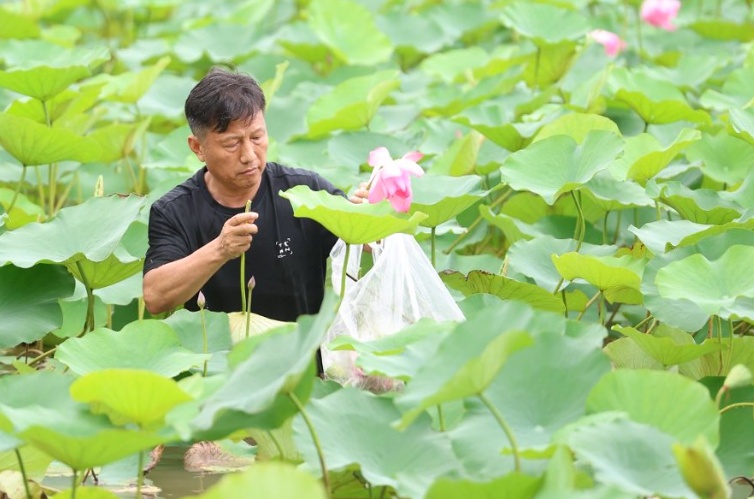 从零星几株到繁衍成片,广东首次发现纯种野生莲,位于广州南沙湿地 从零星几株到繁衍成片,广东首次发现纯种野生莲,位于广州南沙湿地