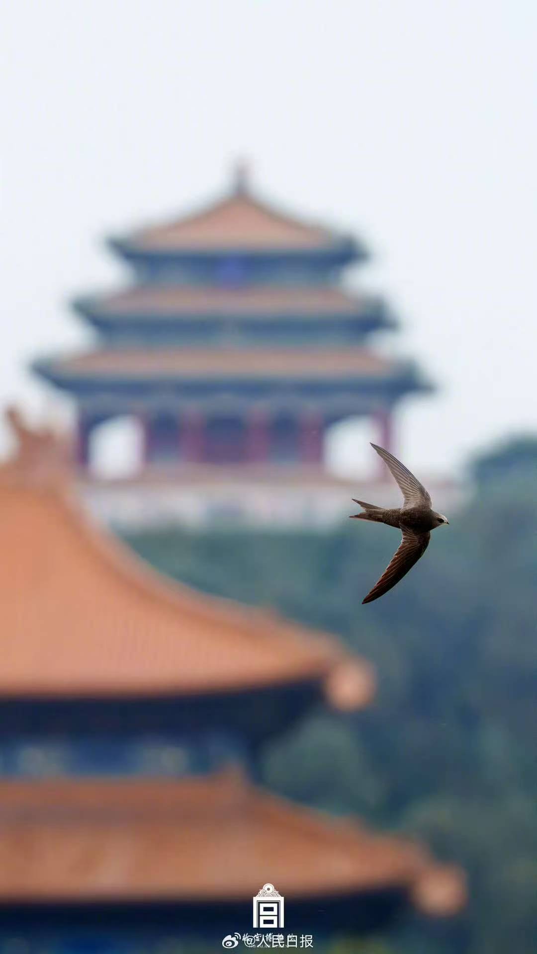 春天再见！又到了北京雨燕启程的时候